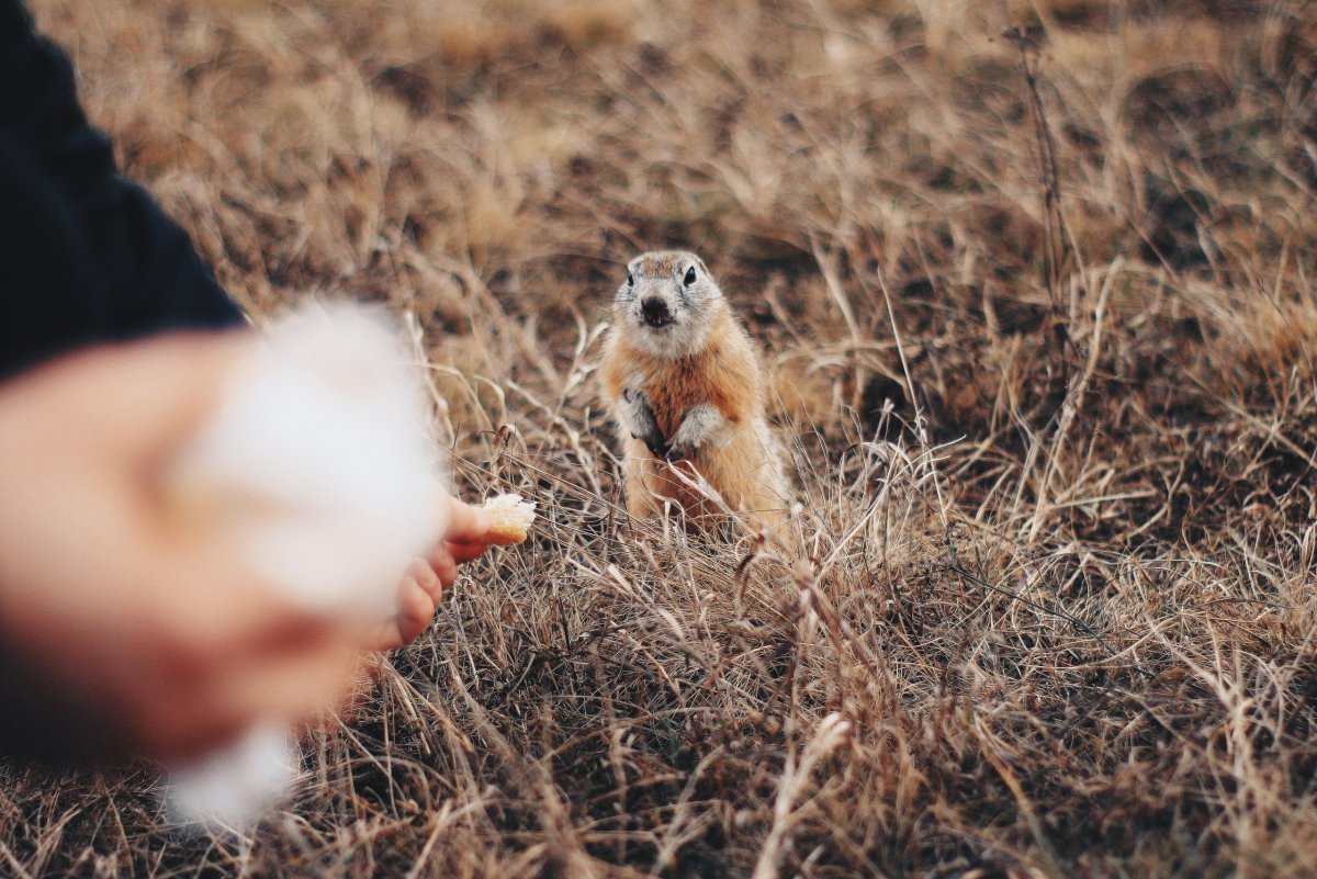 Суслик агроном