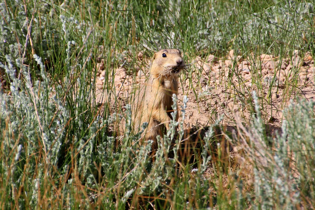 Я вырасту и убью тебя