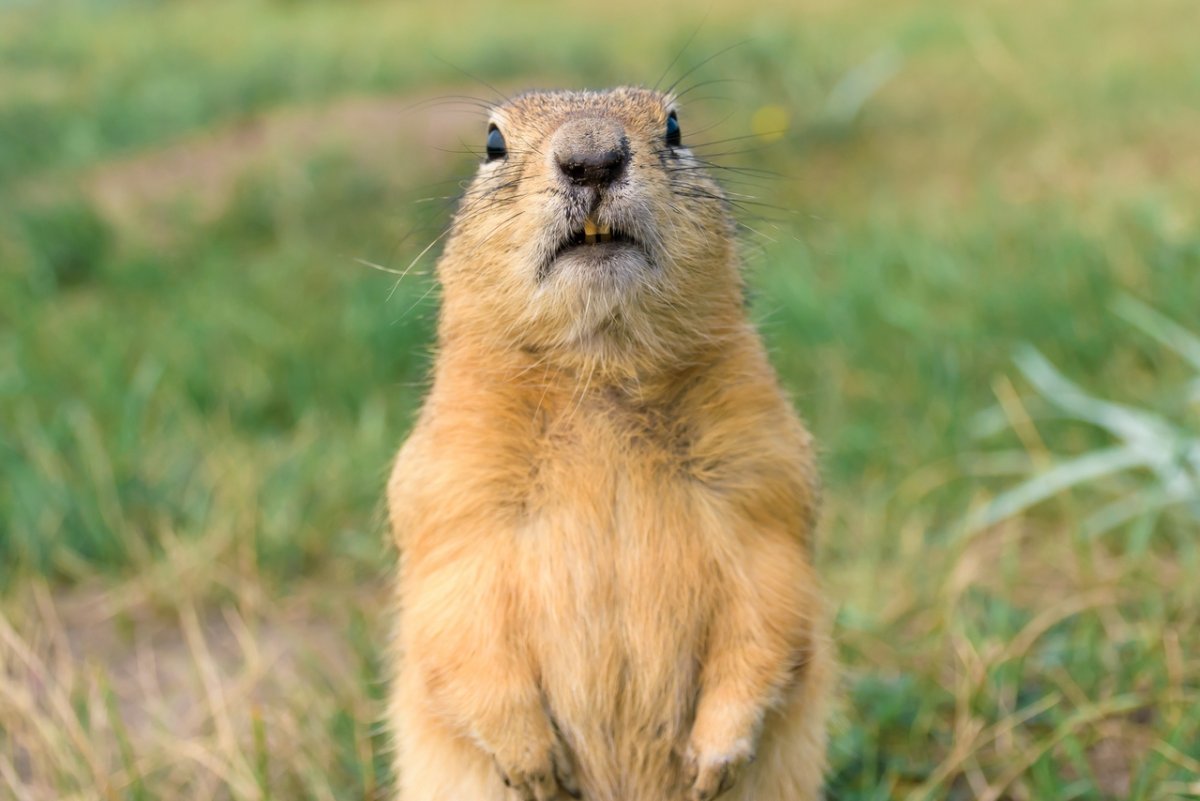 Луговая собачка, лемминг