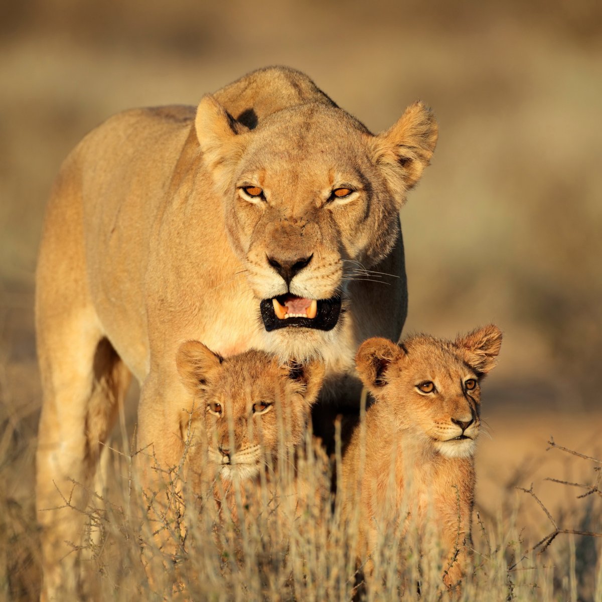 Львица с двумя львятами