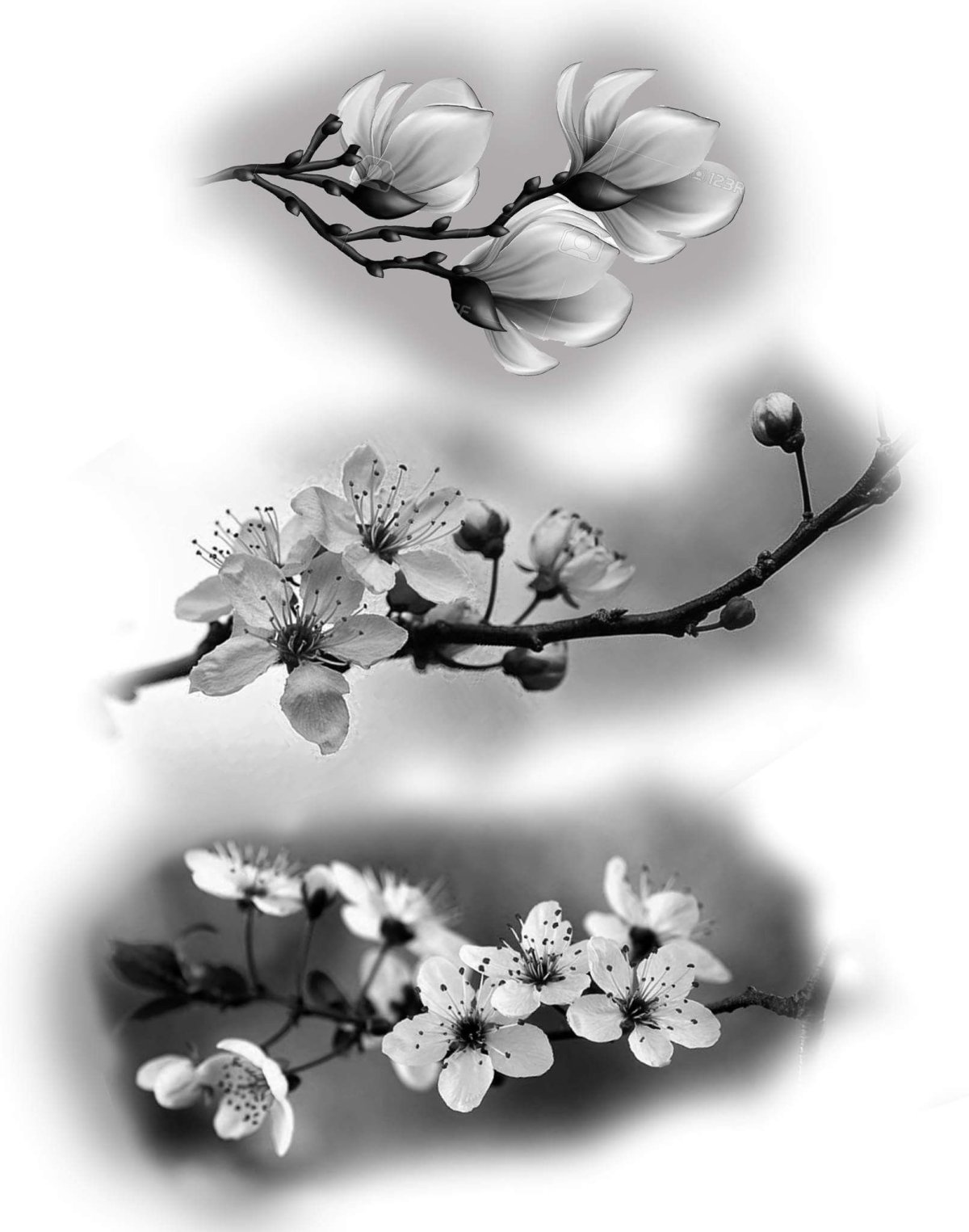 Веточка Сакуры