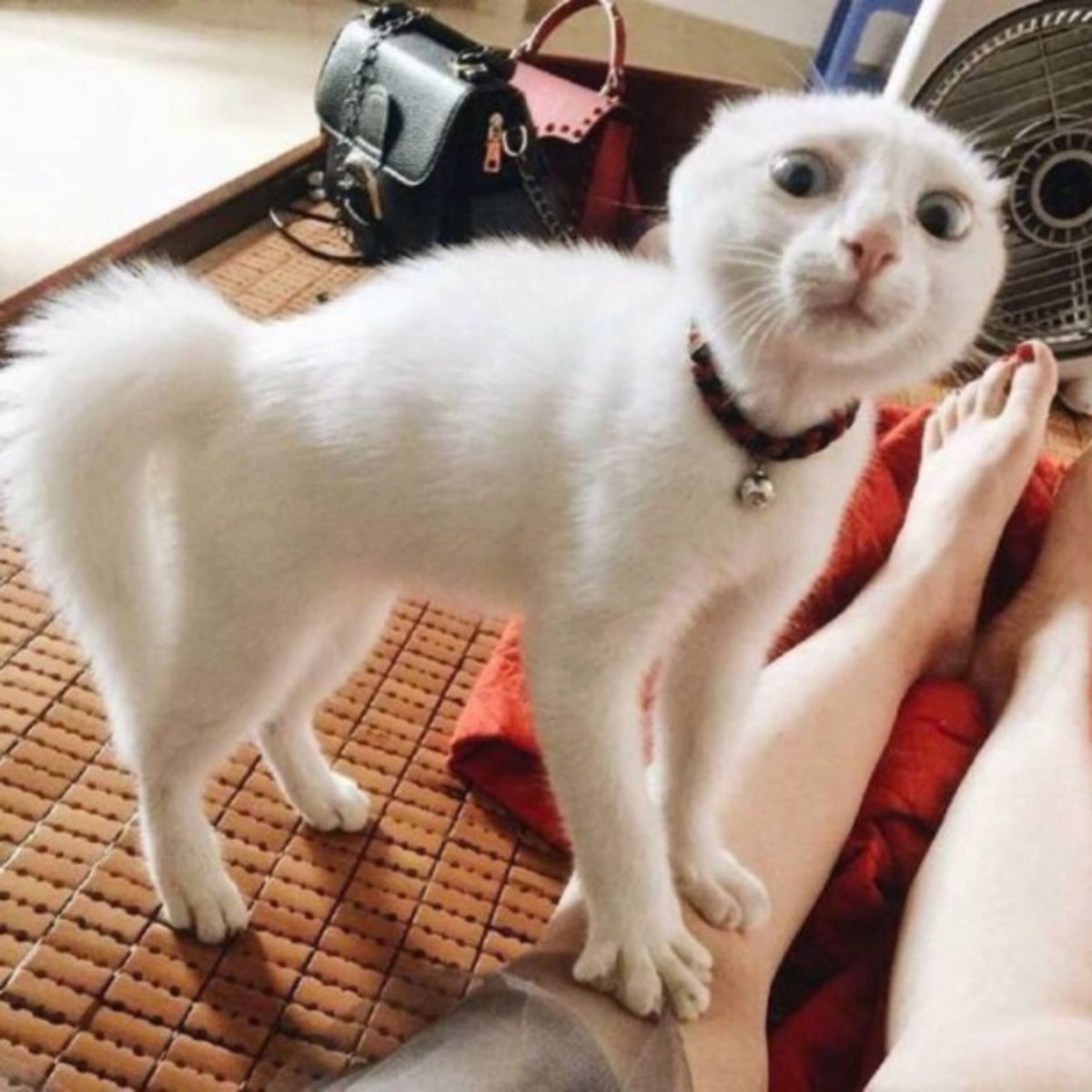 Котики для поднятия настроения