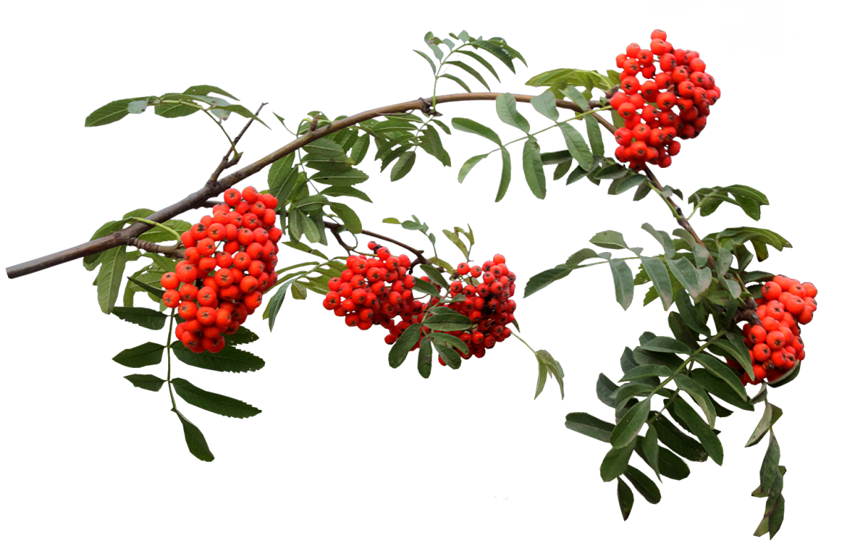 Рябина ягода