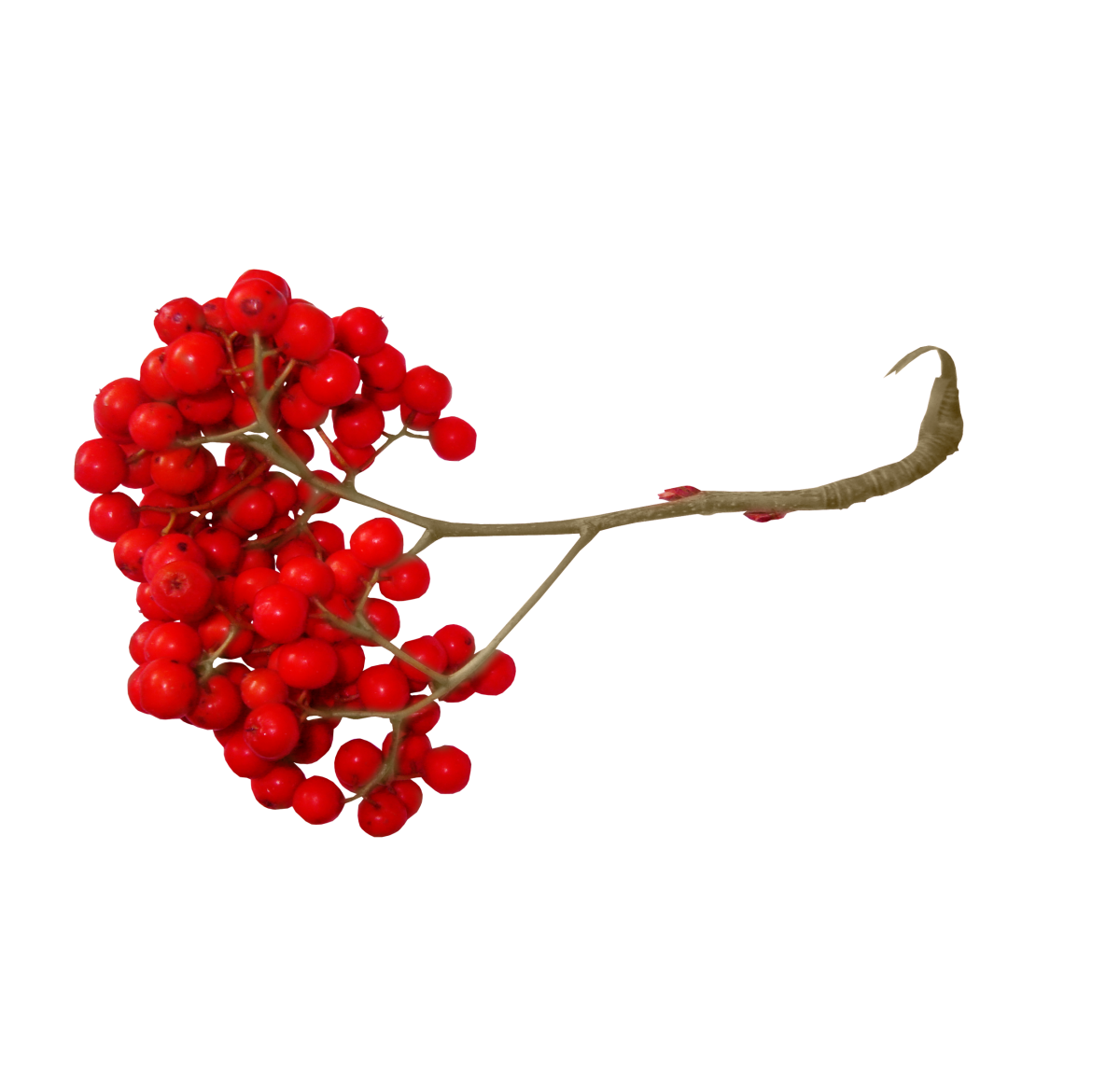 Ветка рябины