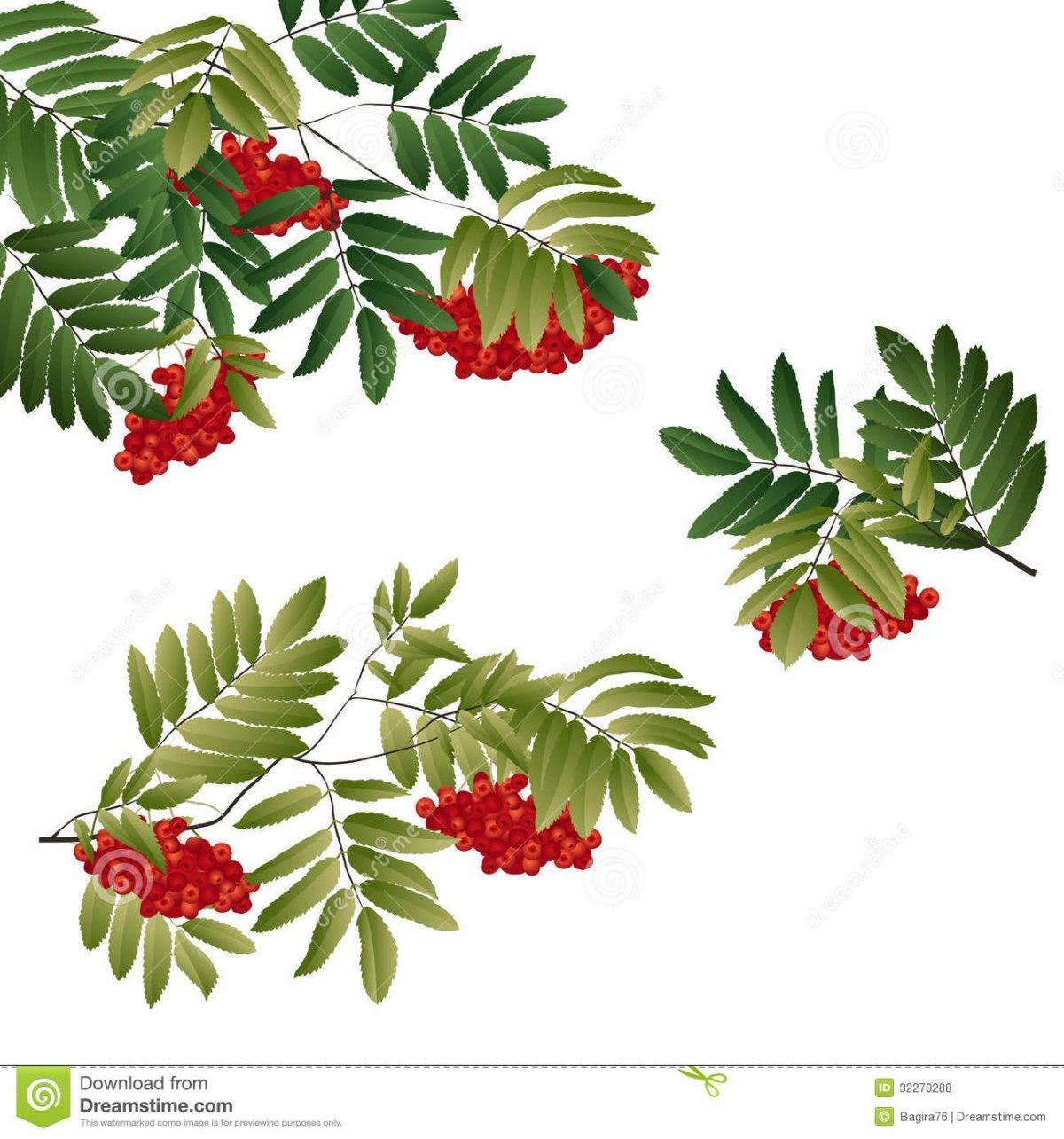 Листья рябины и ягоды арт