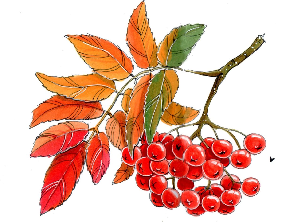 Ветка рябины