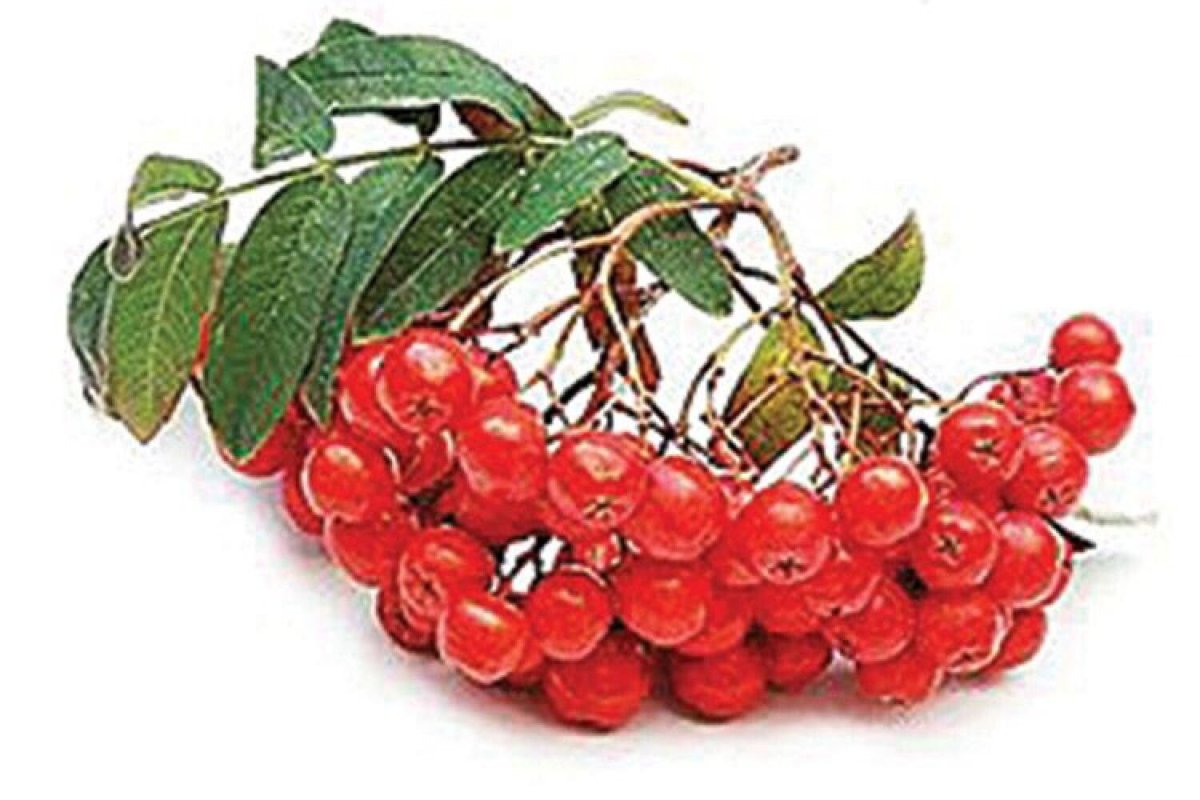 Рябина на белом фоне