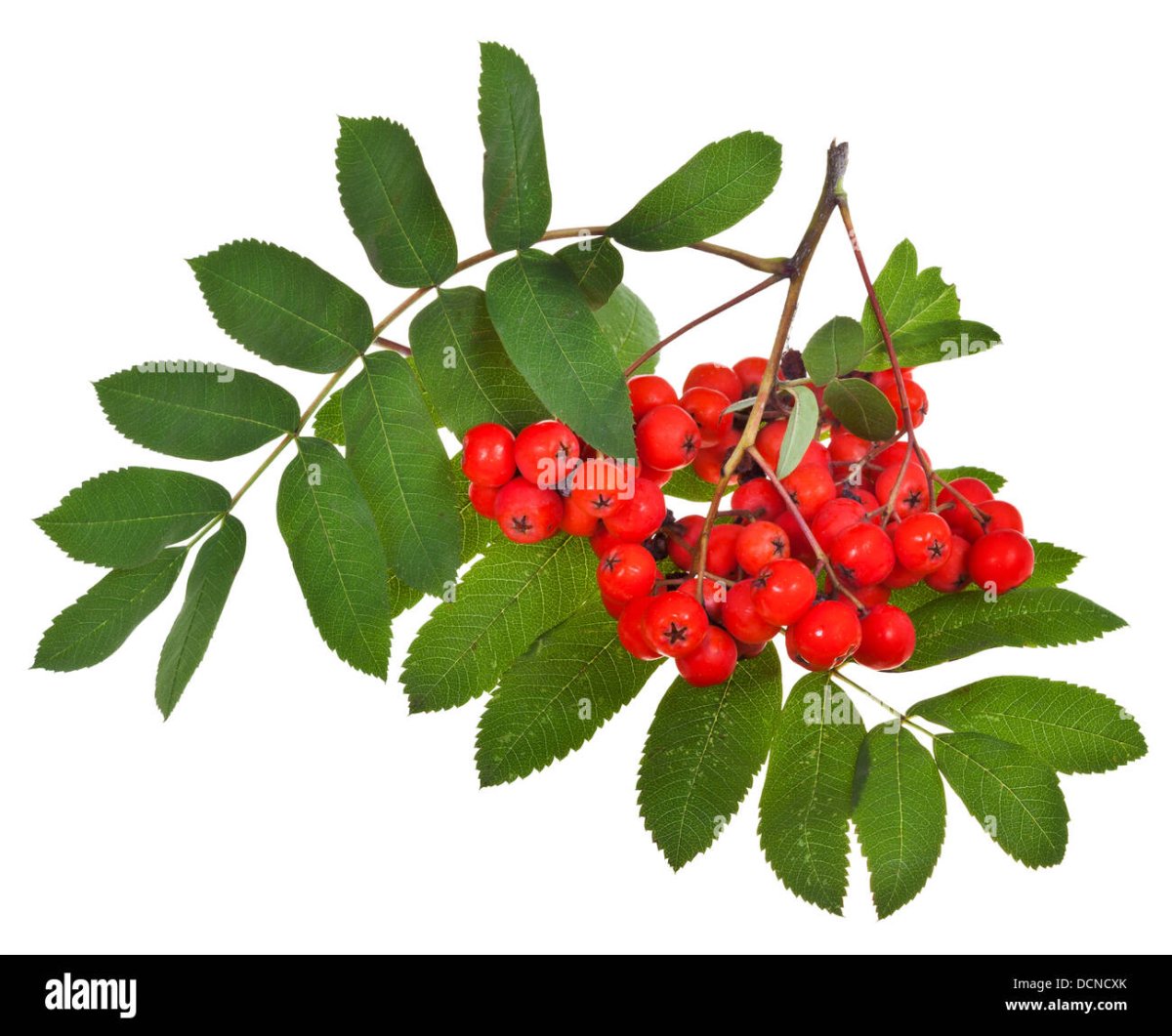 Веточка рябины