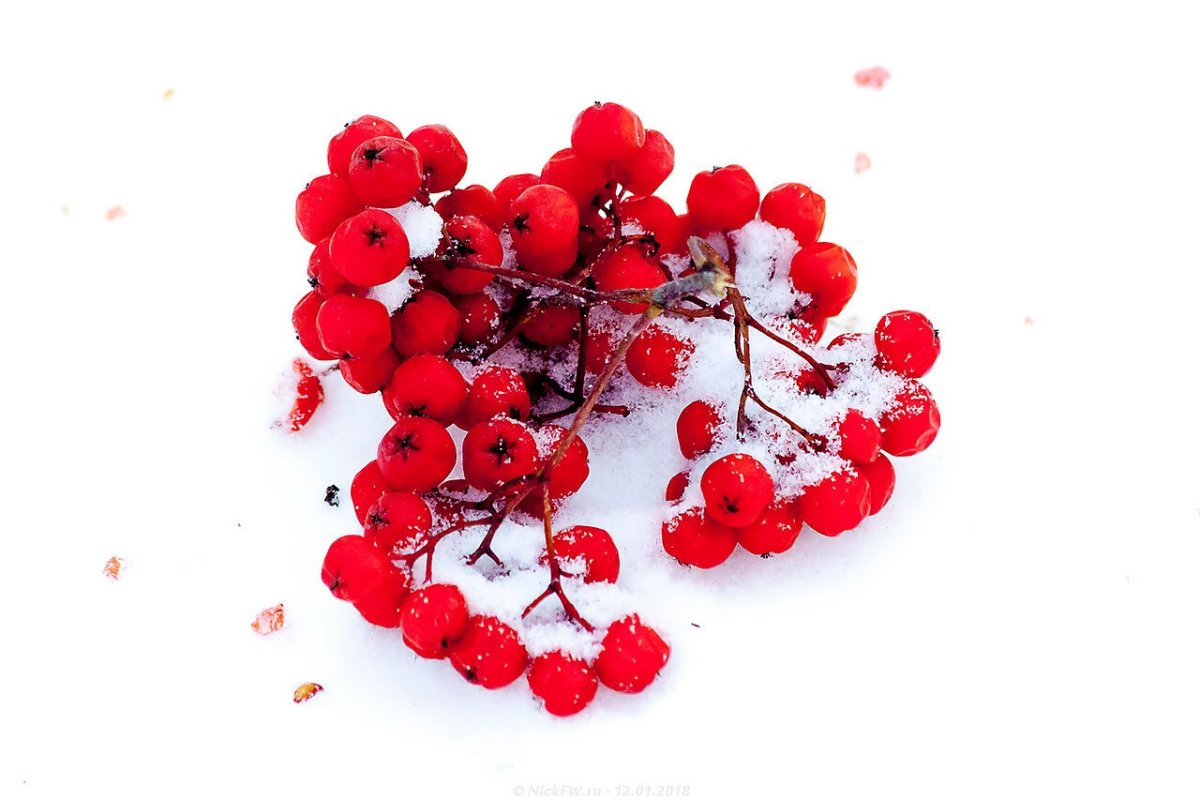 Рябина мульт