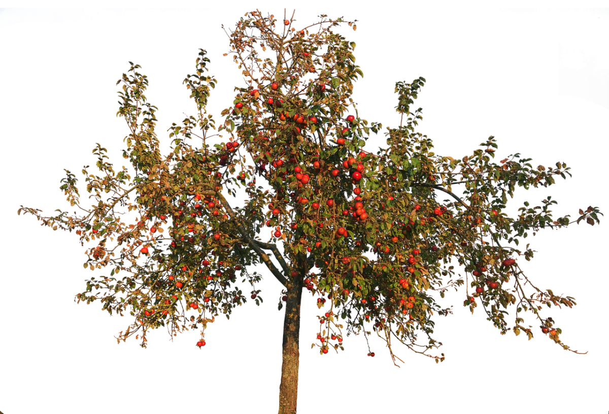 Рябина клипарт