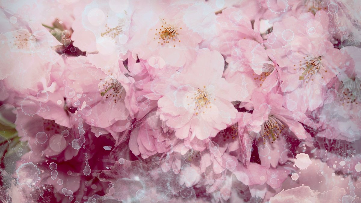 Бледно розовые цветы