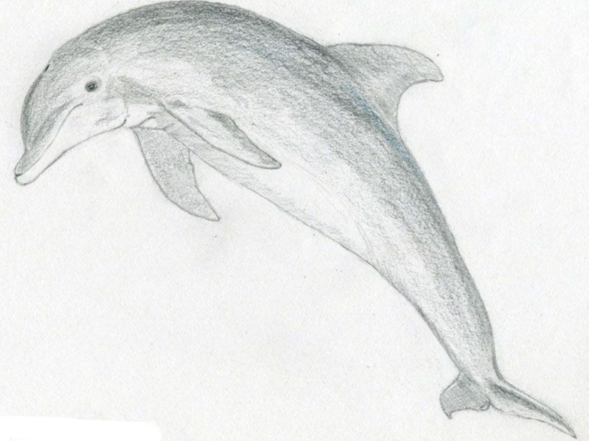 Рисунок дельфина