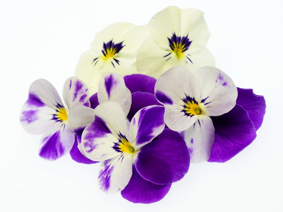 Анютины глазки