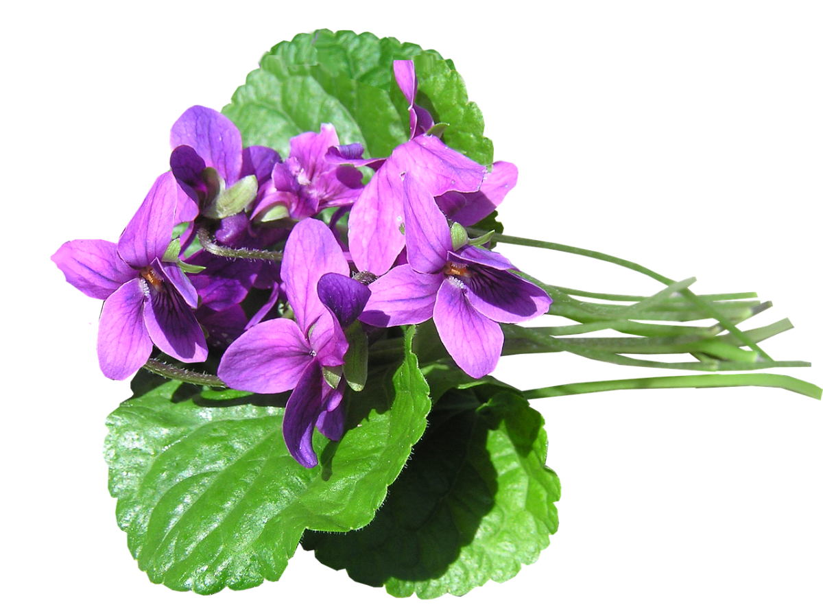 Фиалка цветок