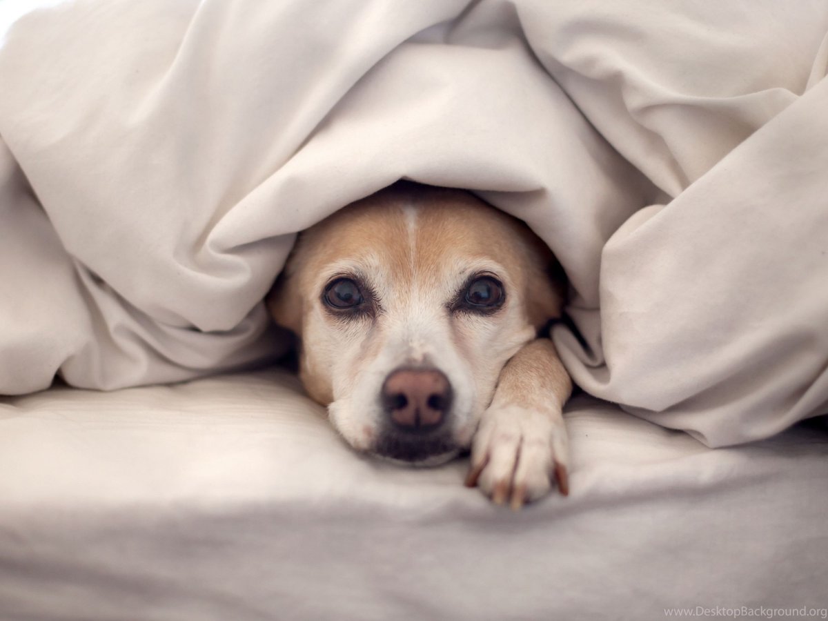 Спокойной ночи прикольные смешные