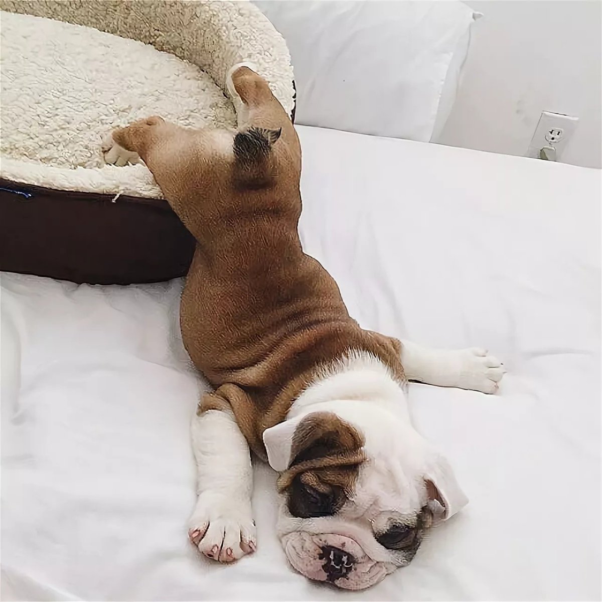 Собачка спит