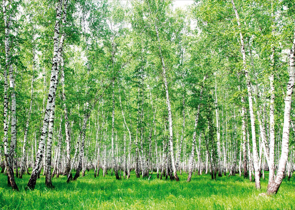 Березовый лес Некрасовка