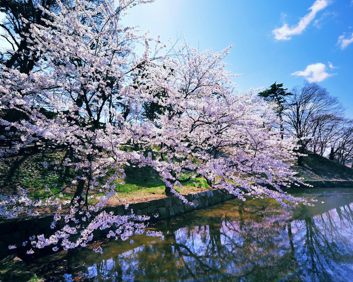 Сакура черри блоссом