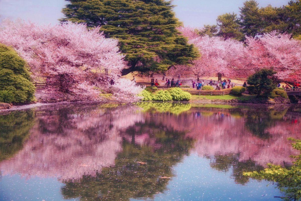 Сакура и Фудзияма