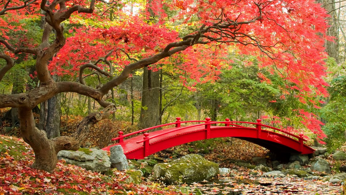 Красные клены в Японии