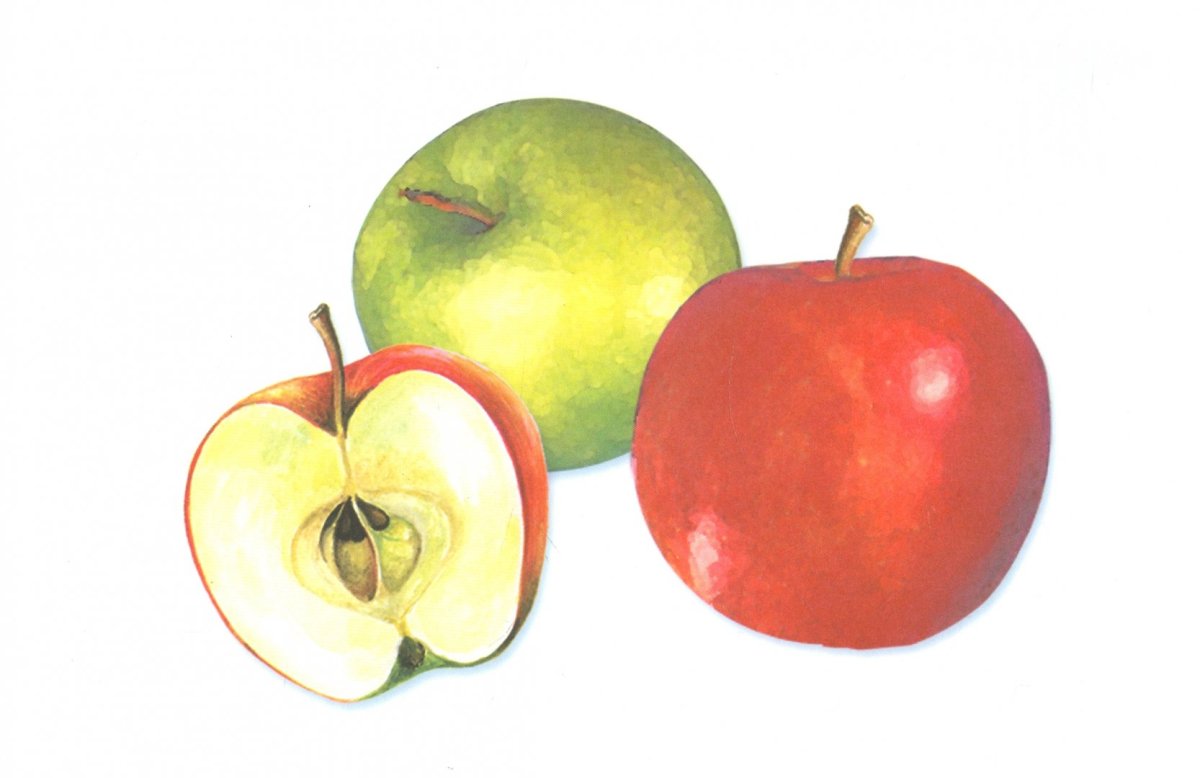 Материал счетный «фрукты»