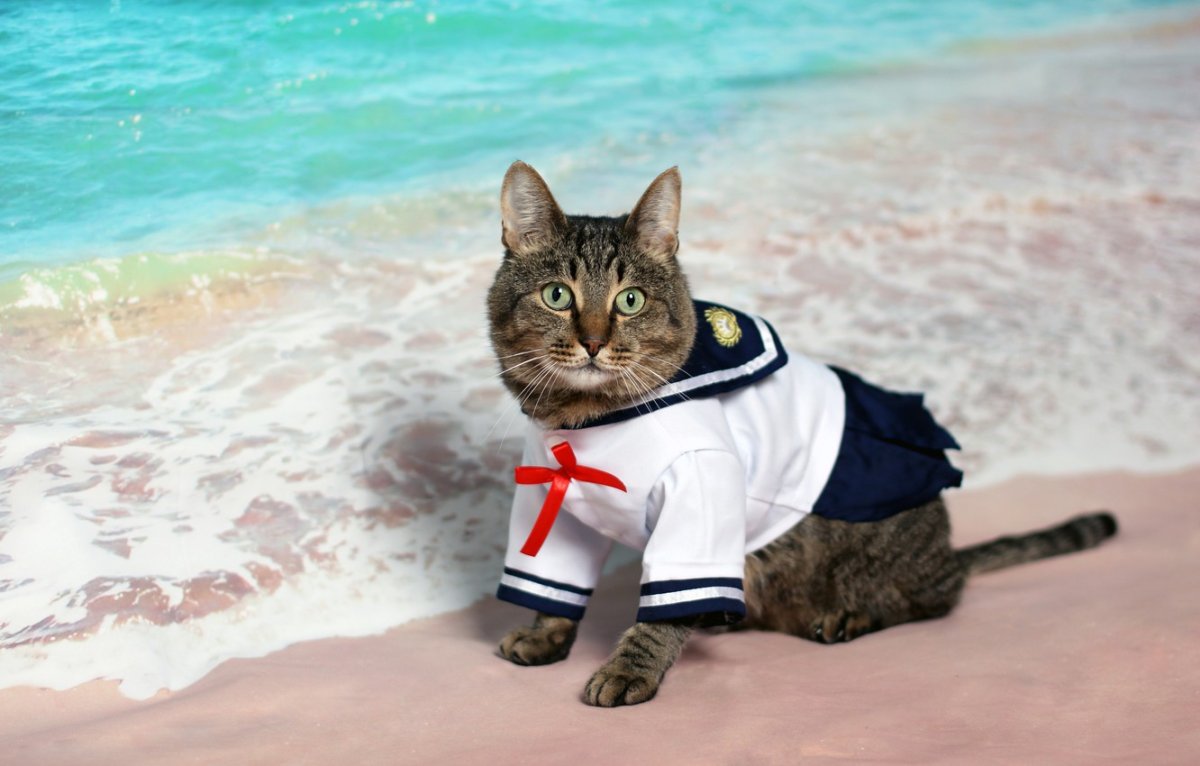 Кот на крейсере Петр Великий