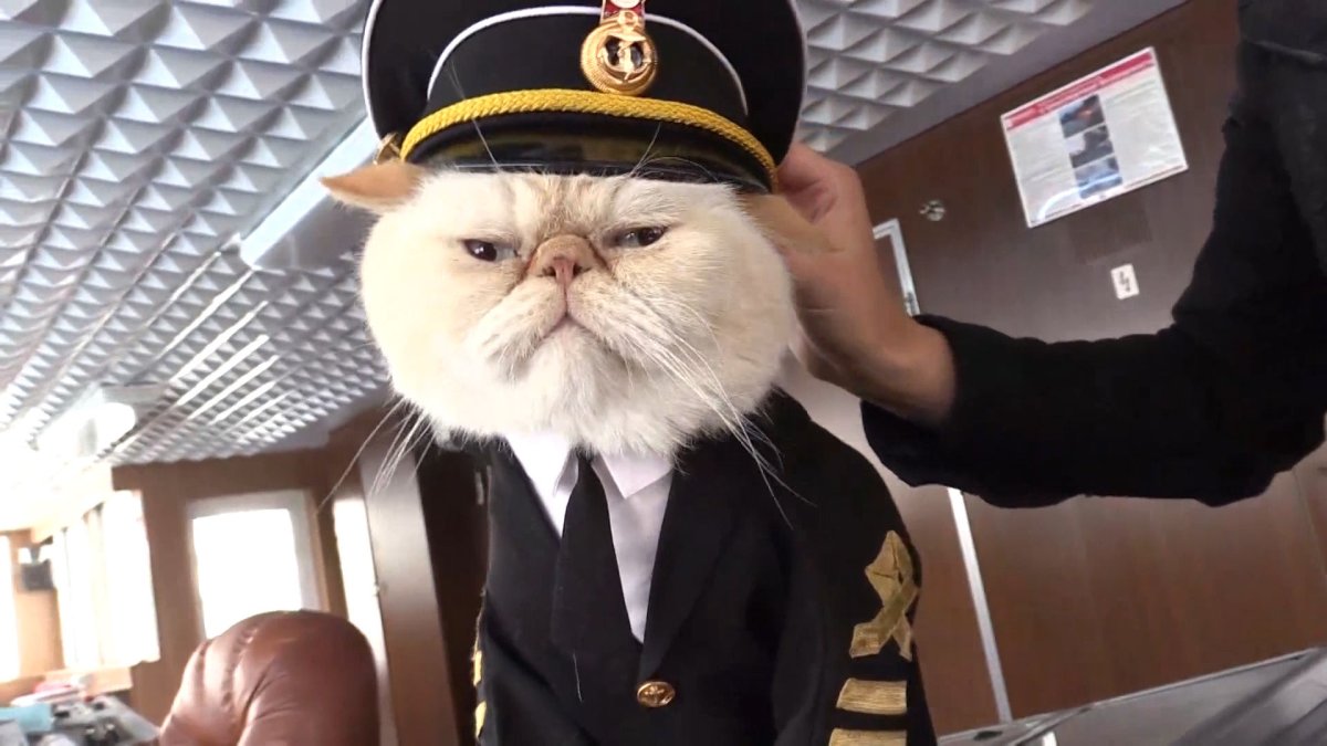 Кот в галстуке