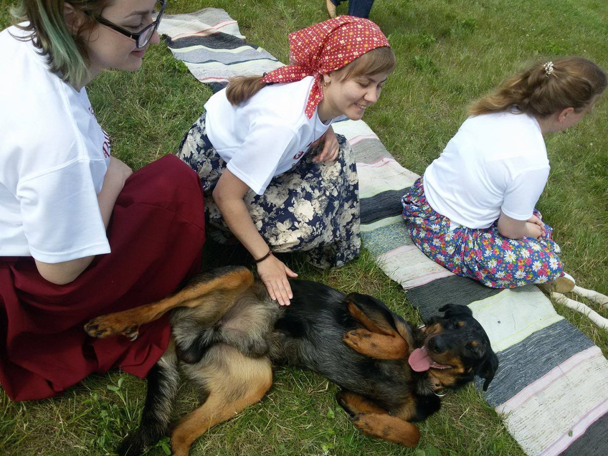 Лень тюлень