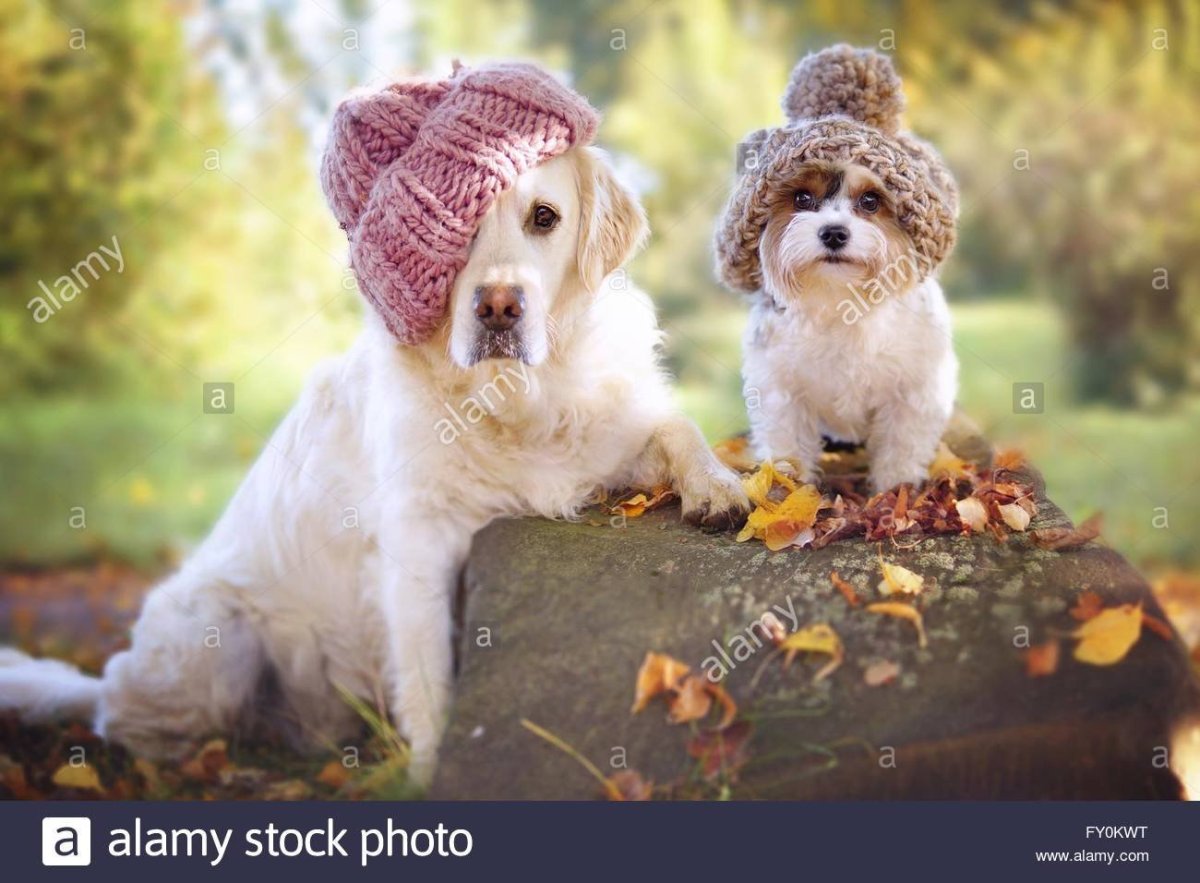 Собака в шапочке осенью