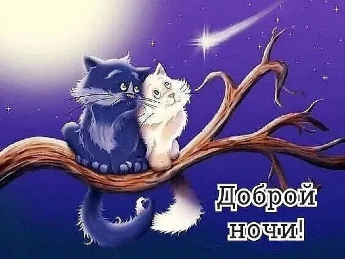 Котенок спит под одеялом