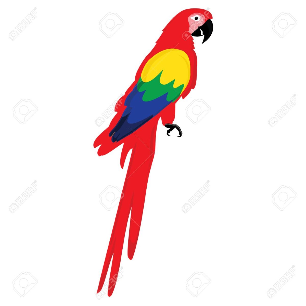 Попугай на английском