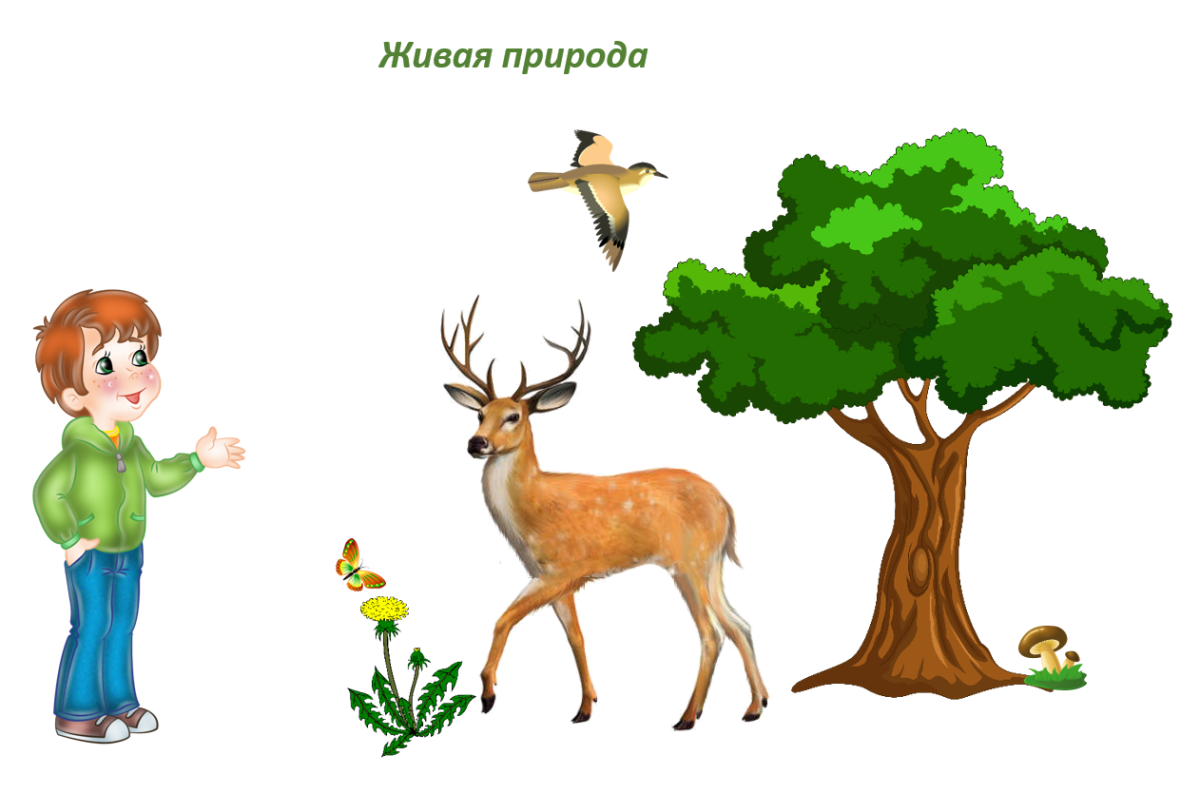 Живая и нен Живвая природа