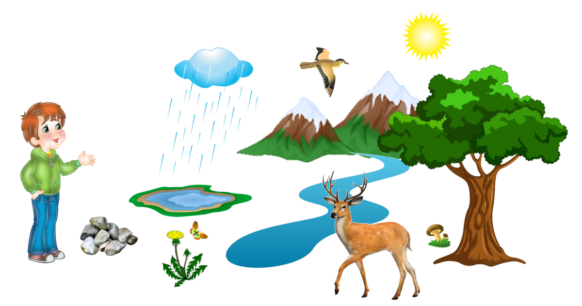 Живые и неживые предметы для дошкольников