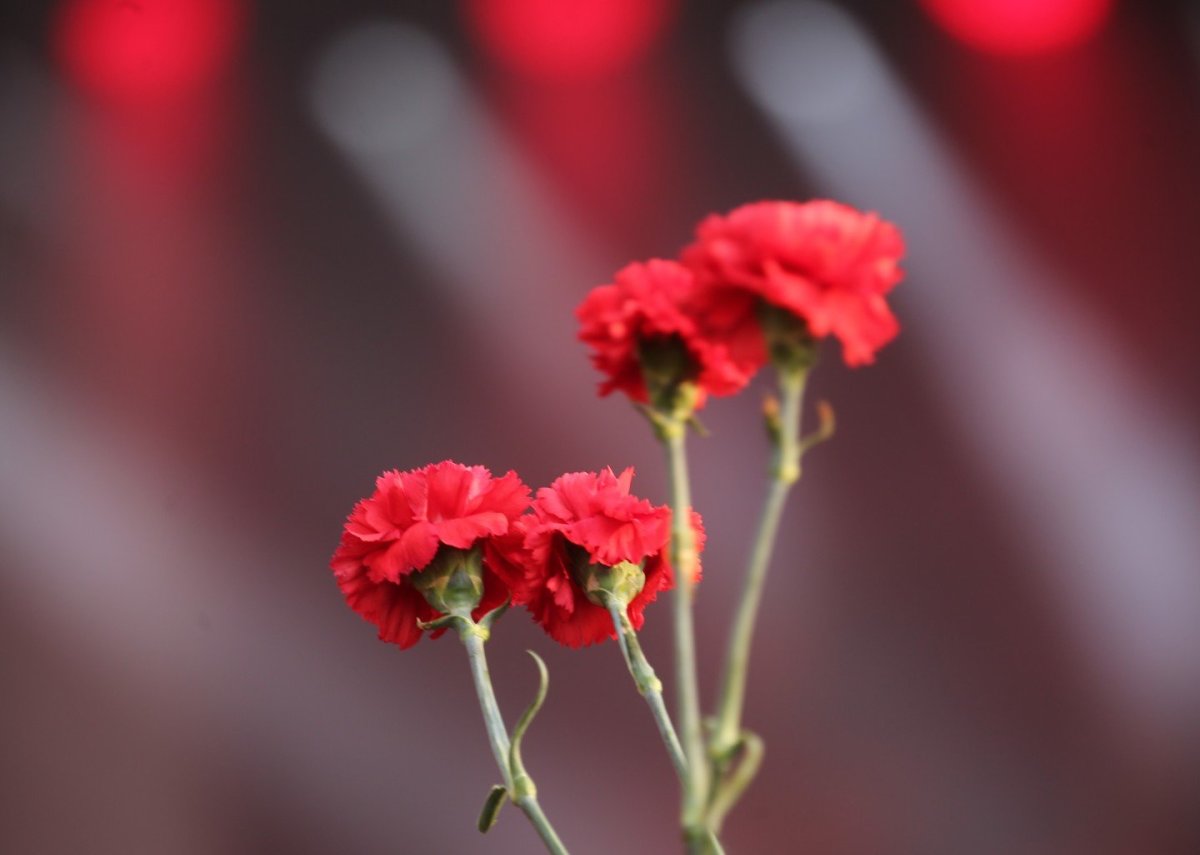 Гвоздики много