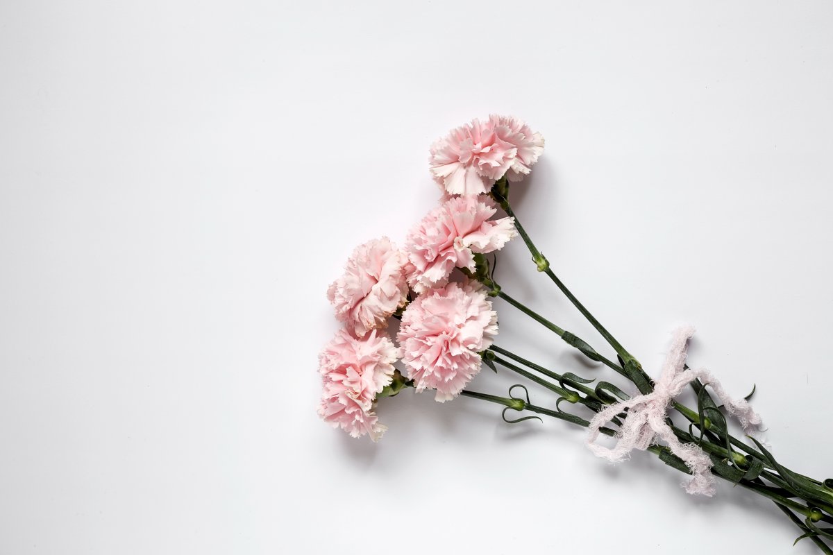 Нежные гвоздики