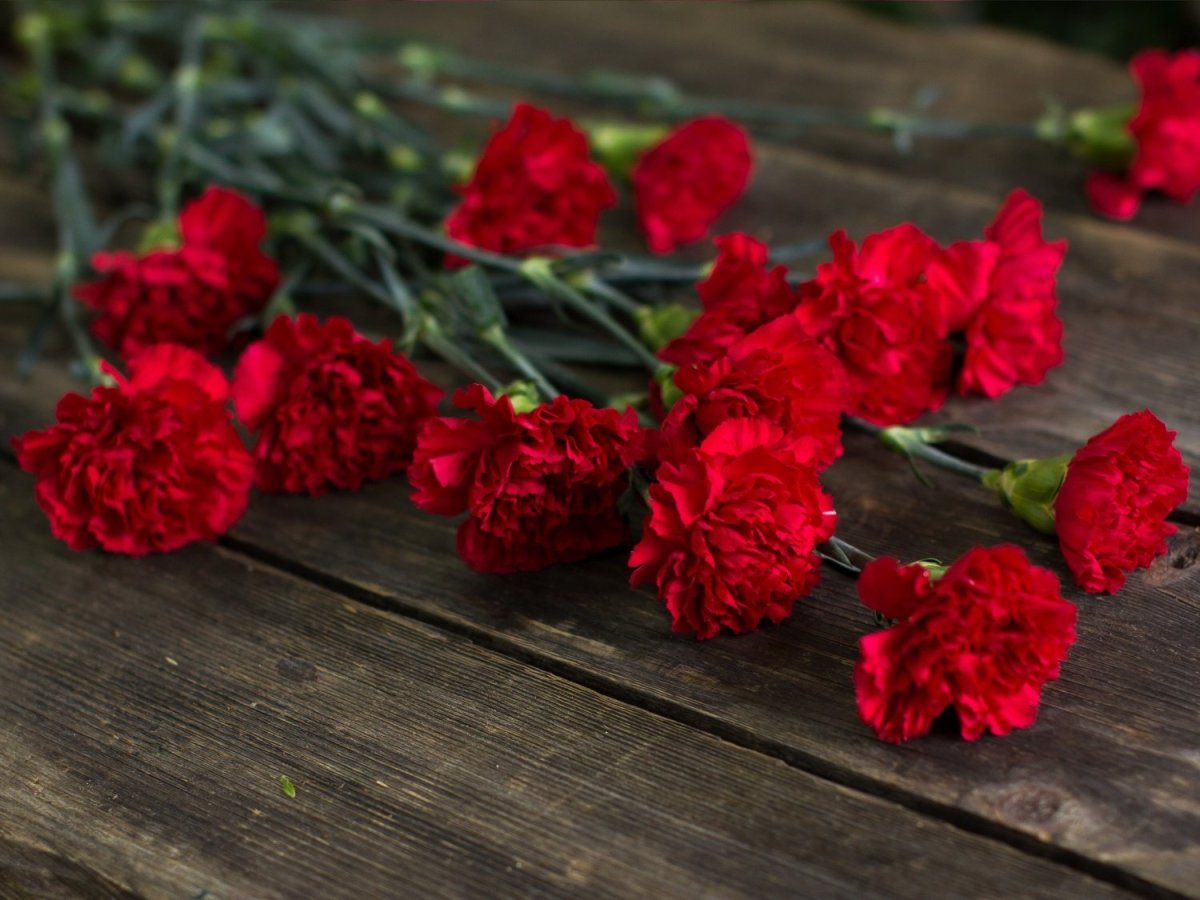 Алые гвоздики