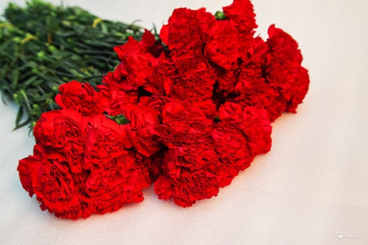 Диантус красный