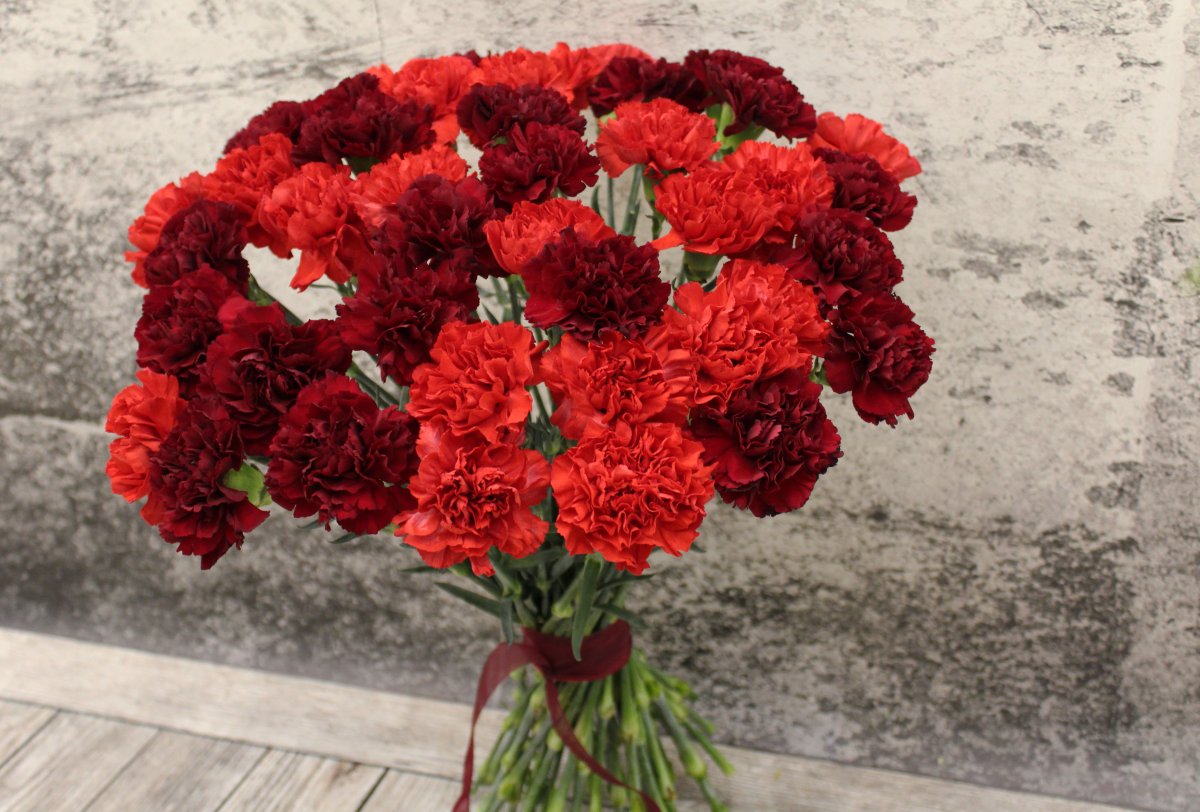 Гвоздика красная Дионисио