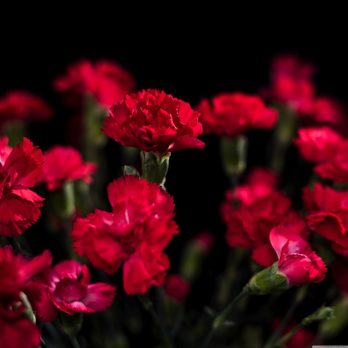 Красивые красные гвоздики