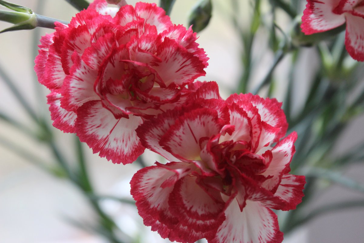 Гвоздика Донцель