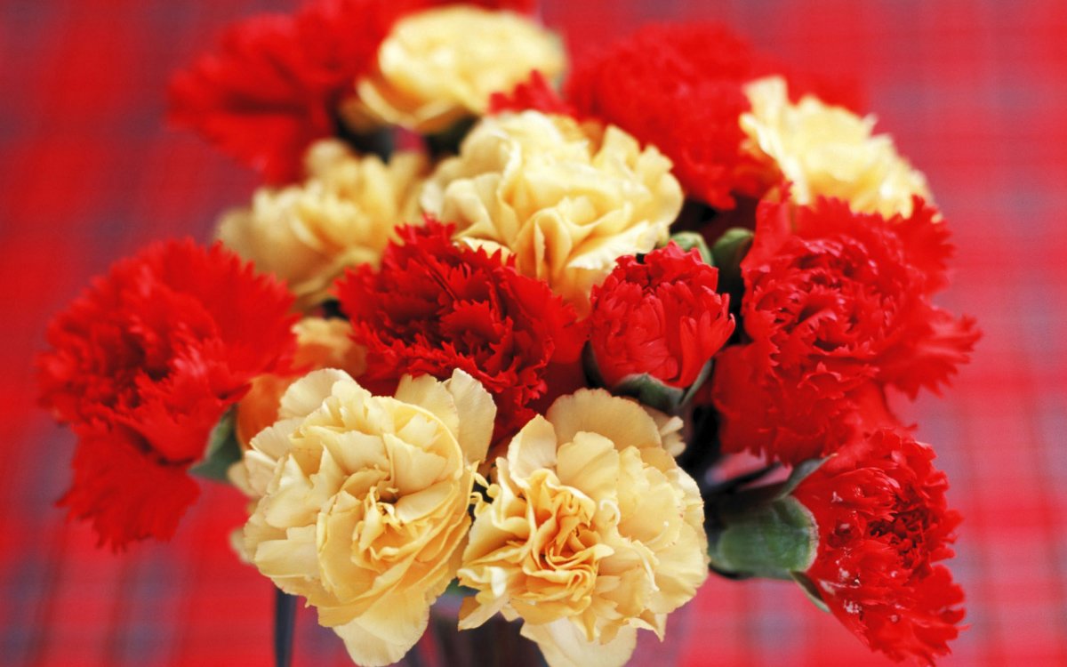 Букет гвоздик