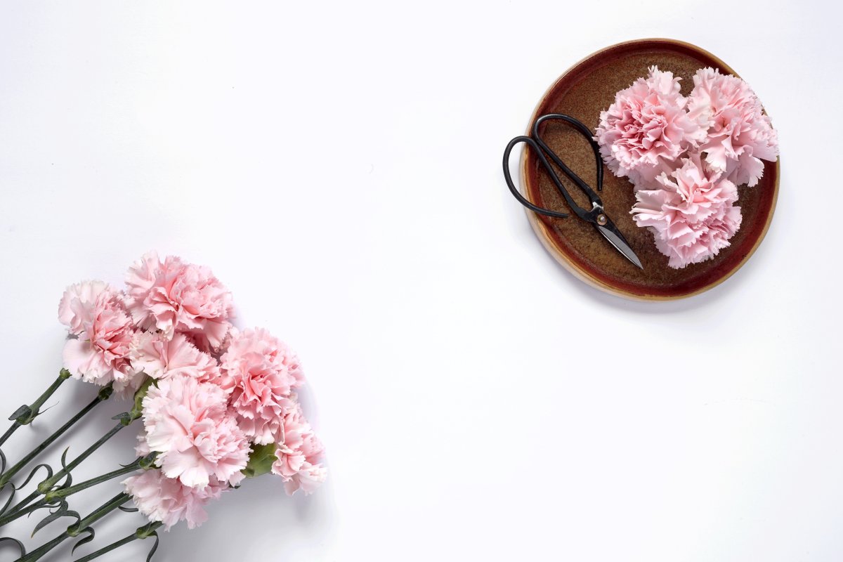 Розовые гвоздики Эстетика