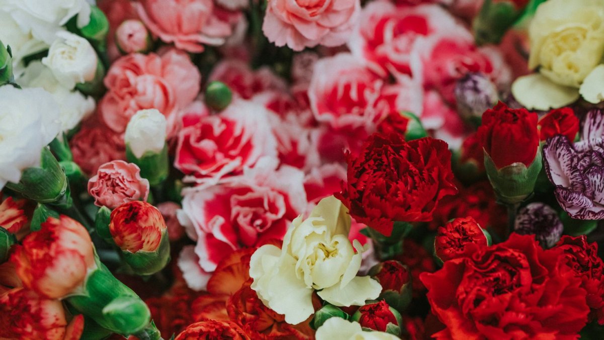 Гвоздичные розы