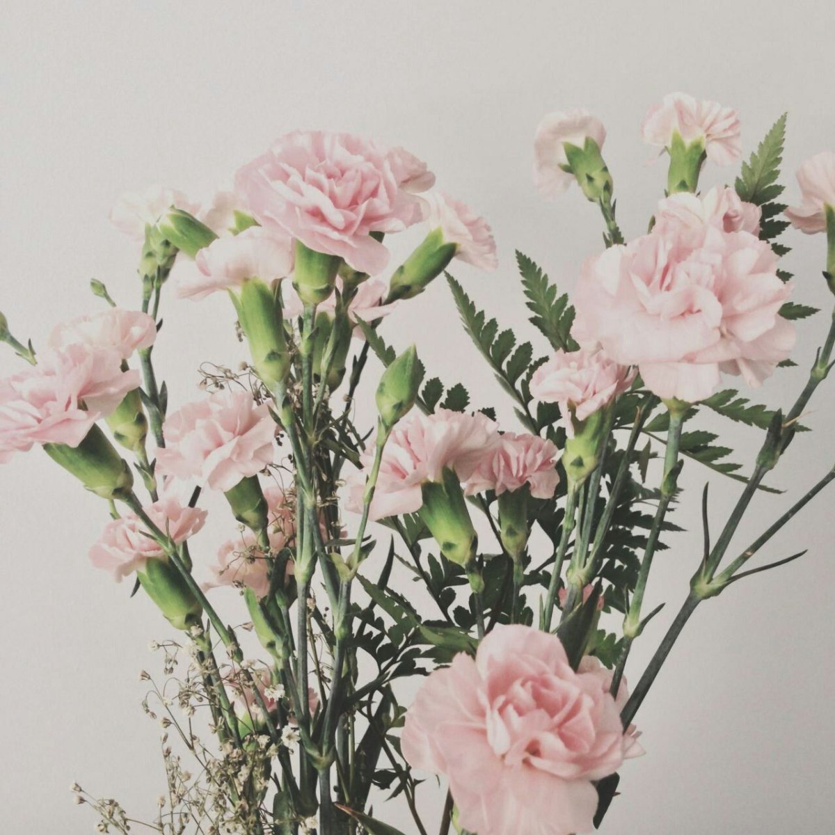 Диантус Лавли