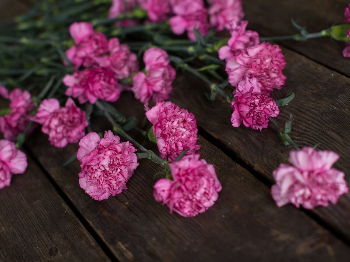 Пион букет розовых гвоздик