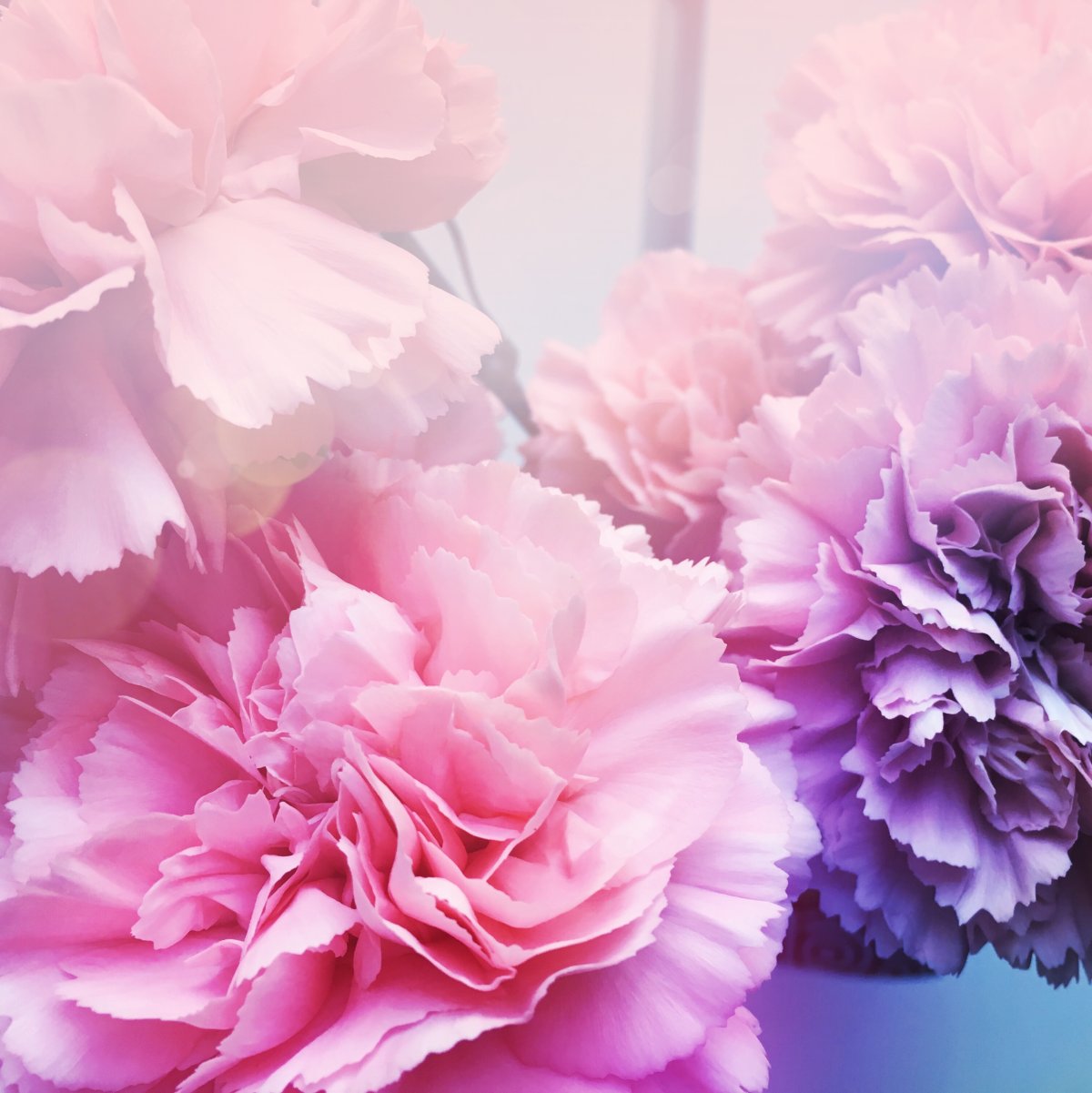 Фиолетово розовые гвоздики