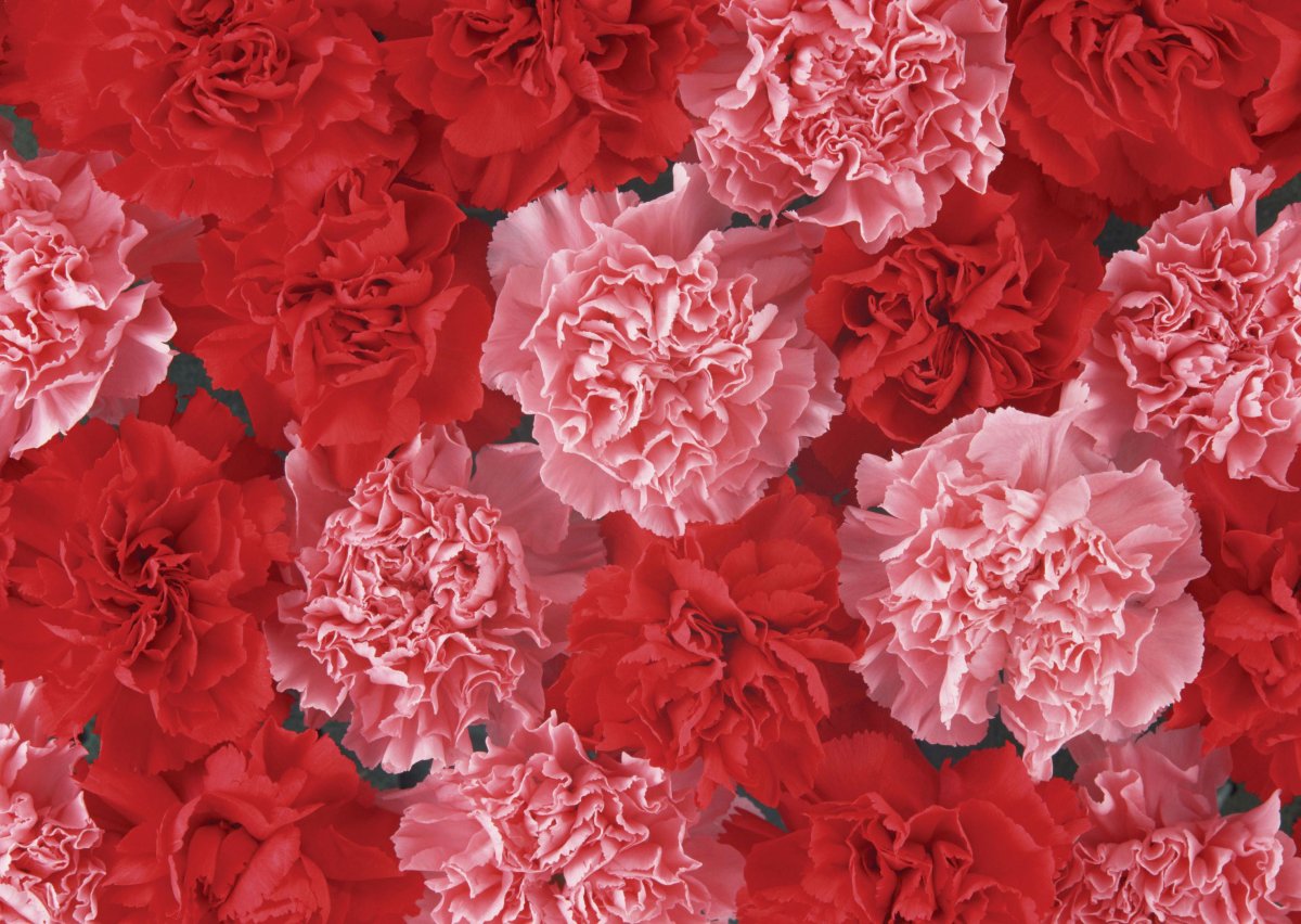 Фон из гвоздик