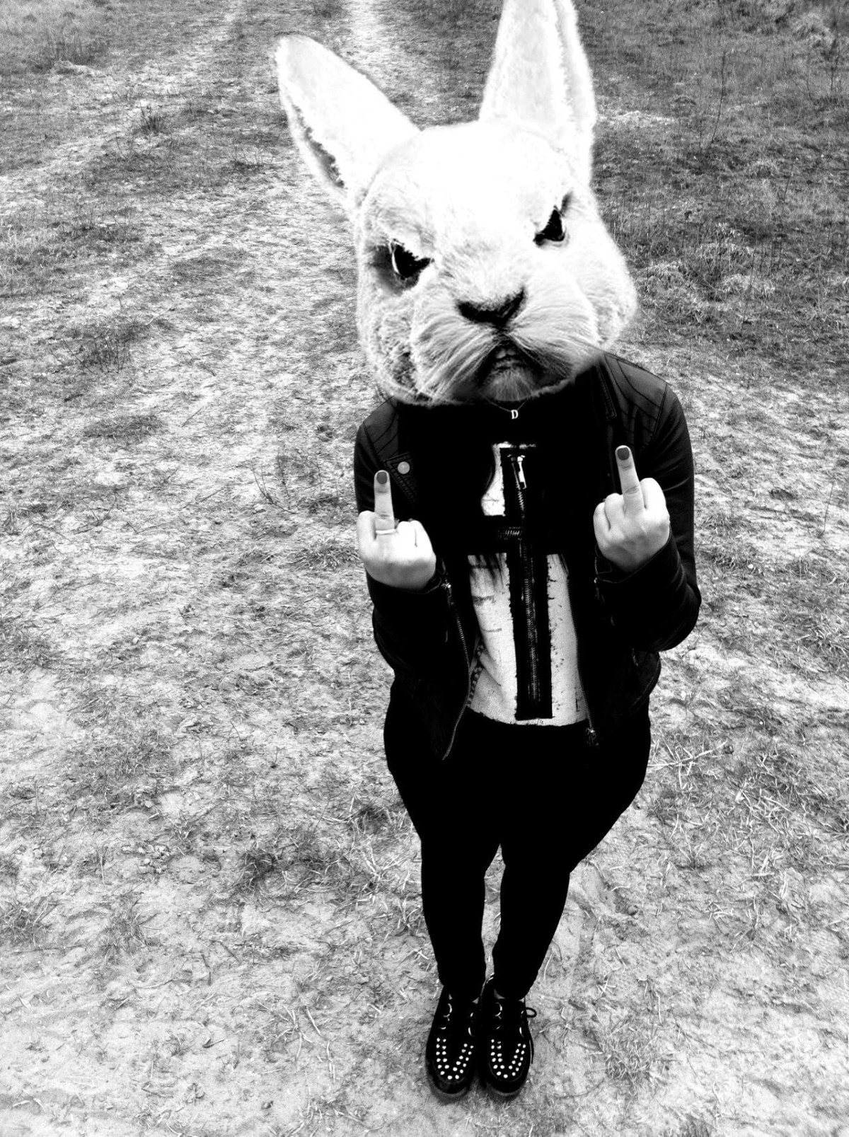 Милый черный кролик