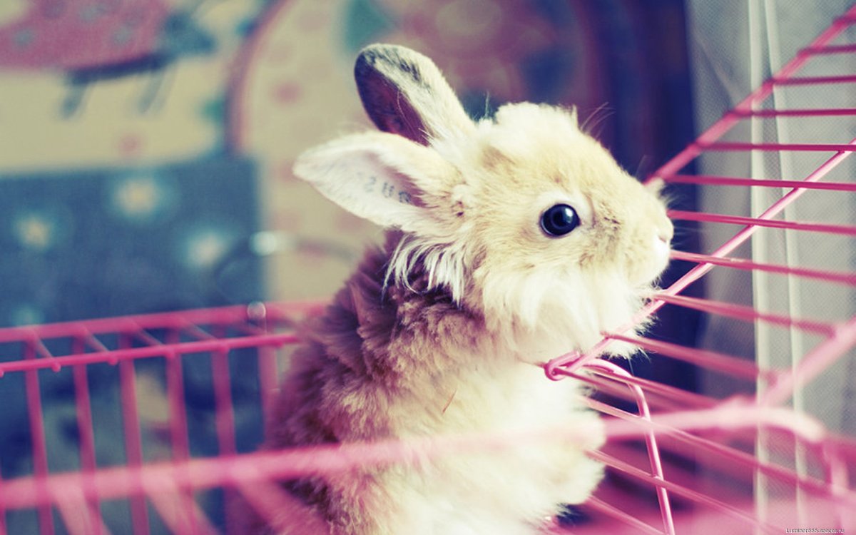 Фон с зайчиками