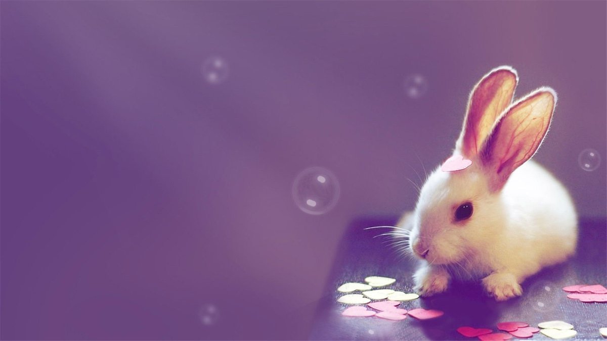 Розовые зайчики